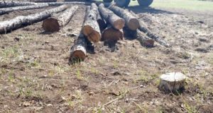 Более ста лиственниц незаконно срубил мужчина в урочище Малталу Более ста лиственниц незаконно срубил мужчина в урочище Малталу