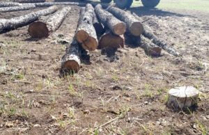 Более ста лиственниц незаконно срубил мужчина в урочище Малталу Более ста лиственниц незаконно срубил мужчина в урочище Малталу