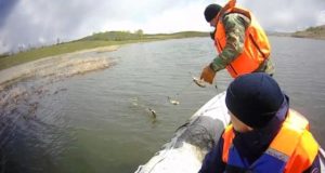 Участники акции «Водоемы без сетей» освободили 10 килограммов карасей
