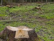 Вместо сельхозработ – вырубка леса: турочакское предприятие оштрафовали на 450 тыс. рублей