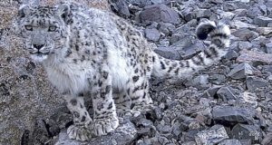 Старейший алтайский ирбис Хоргай вновь попал на фотокамеру