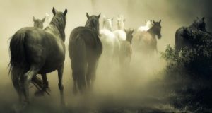 Конокрад-рецидивист из Тувы похитил в Кош-Агаче лошадей на миллион рублей