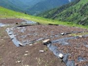 Более тонны «золотого корня» изъято в горах у браконьеров