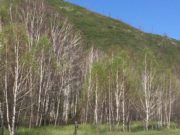 В Горном Алтае начинается обработка лесов от непарного шелкопряда