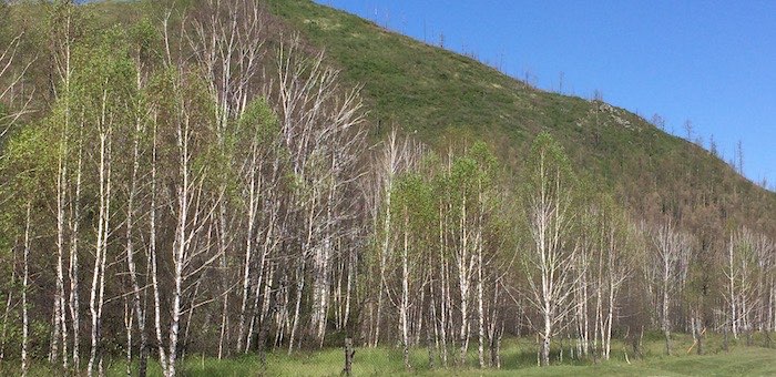 В Горном Алтае начинается обработка лесов от непарного шелкопряда