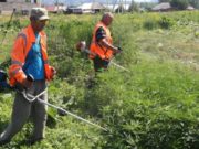 В Майминском районе проводятся рейды по уничтожению наркосодержащих растений