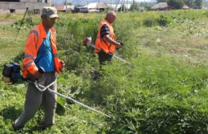В Майминском районе проводятся рейды по уничтожению наркосодержащих растений В Майминском районе проводятся рейды по уничтожению наркосодержащих растений