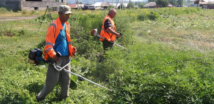В Майминском районе проводятся рейды по уничтожению наркосодержащих растений