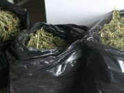 Жители Курая заготовили на зиму более 14 кг марихуаны