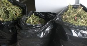 Жители Курая заготовили на зиму более 14 кг марихуаны