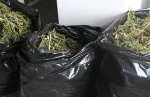 Жители Курая заготовили на зиму более 14 кг марихуаны