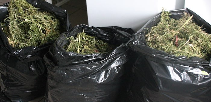 Жители Курая заготовили на зиму более 14 кг марихуаны