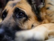 Убийцу собаки приговорили к обязательным работам