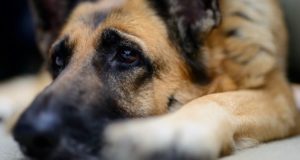 Убийцу собаки приговорили к обязательным работам Убийцу собаки приговорили к обязательным работам