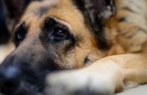 Убийцу собаки приговорили к обязательным работам Убийцу собаки приговорили к обязательным работам