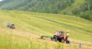 Кормозаготовительная кампания продолжается на Алтае