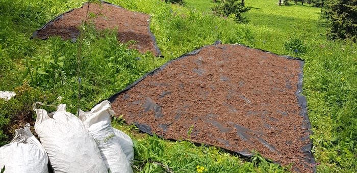 Менее чем за месяц на Алтае загублено свыше 2 тонн «золотого корня»