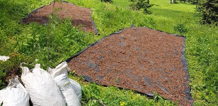 Менее чем за месяц на Алтае загублено свыше 2 тонн «золотого корня»