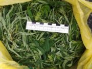 Полицейские задержали туристов со свежесобранной марихуаной Полицейские задержали туристов со свежесобранной марихуаной