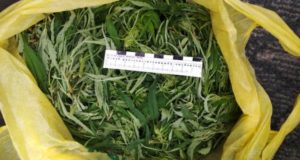 Полицейские задержали туристов со свежесобранной марихуаной Полицейские задержали туристов со свежесобранной марихуаной
