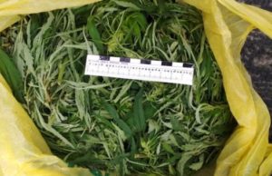 Полицейские задержали туристов со свежесобранной марихуаной Полицейские задержали туристов со свежесобранной марихуаной