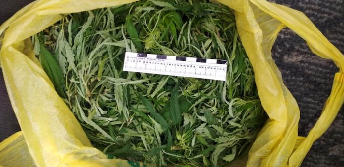 Полицейские задержали туристов со свежесобранной марихуаной