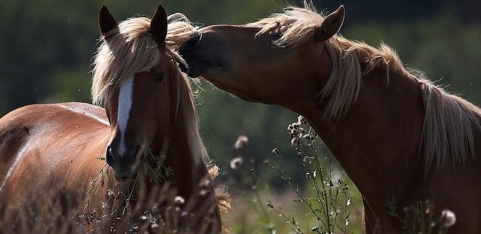 За кражу лошадей жители Шебалинского района заплатили 60 тысяч рублей