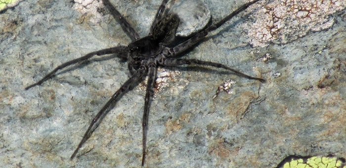 На Алтае обнаружили неизвестного ранее науке трусливого паука-волка