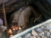 Пожарные спасли корову, провалившуюся в колодец