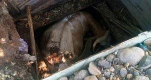 Пожарные спасли корову, провалившуюся в колодец Пожарные спасли корову, провалившуюся в колодец