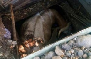 Пожарные спасли корову, провалившуюся в колодец