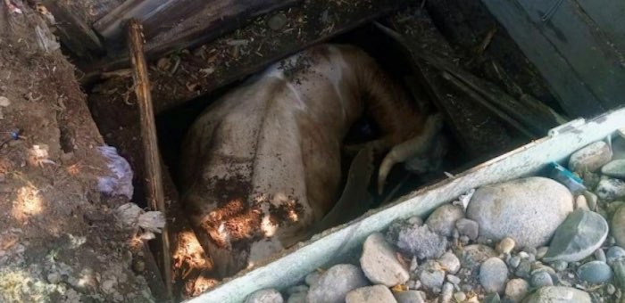 Пожарные спасли корову, провалившуюся в колодец