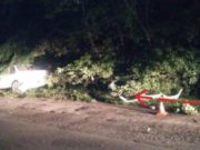 Пьяная горожанка ночью врезалась в придорожную березу Пьяная горожанка ночью врезалась в придорожную березу