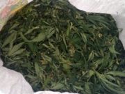 Инструктор по водному туризму попался с марихуаной Инструктор по водному туризму попался с марихуаной