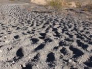 Усть-Канское ДРСУ незаконно добывало песчано-гравийную смесь в Чарыше Усть-Канское ДРСУ незаконно добывало песчано-гравийную смесь в Чарыше