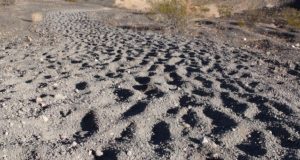 Усть-Канское ДРСУ незаконно добывало песчано-гравийную смесь в Чарыше Усть-Канское ДРСУ незаконно добывало песчано-гравийную смесь в Чарыше