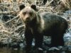 За неделю на Алтае выдали 14 разрешений на добычу медведя За неделю на Алтае выдали 14 разрешений на добычу медведя