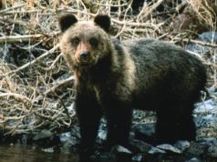 За неделю на Алтае выдали 14 разрешений на добычу медведя