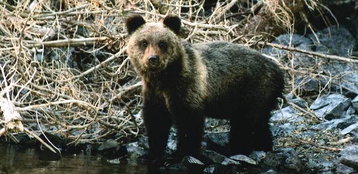 На Алтае медведь напугал туристов и съел их суп