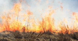 Высокая пожароопасность сохраняется в Республике Алтай