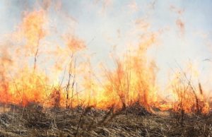 Штормовое предупреждение: высокая и чрезвычайная пожароопасность
