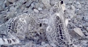 На хребте Чихачева в Горном Алтае обнаружили пять снежных барсов