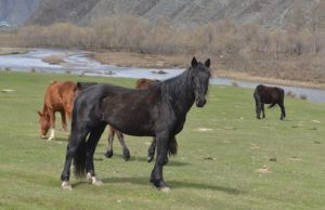 Убийца лошади в Усть-Коксинском районе возместил ущерб хозяину животного