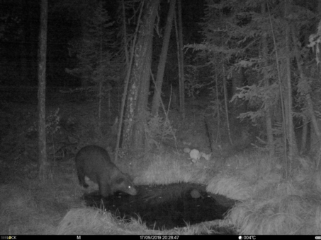 Медведь в Катунском заповеднике погрыз фотоловушку и сделал селфи