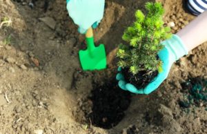 В Еланде состоится массовая акция по посадке леса В Еланде состоится массовая акция по посадке леса