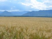 Заготовка кормов продолжается на Алтае Заготовка кормов продолжается на Алтае