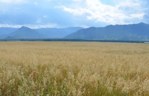Заготовка кормов продолжается на Алтае Заготовка кормов продолжается на Алтае