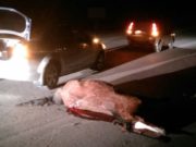 Из-за бесконтрольного выпаса скота на Алтае в этом году произошло 75 аварий Из-за бесконтрольного выпаса скота на Алтае в этом году произошло 75 аварий