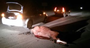 Из-за бесконтрольного выпаса скота на Алтае в этом году произошло 75 аварий Из-за бесконтрольного выпаса скота на Алтае в этом году произошло 75 аварий