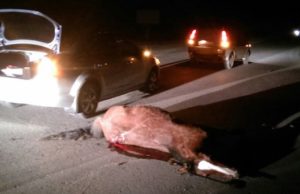 Из-за бесконтрольного выпаса скота на Алтае в этом году произошло 75 аварий Из-за бесконтрольного выпаса скота на Алтае в этом году произошло 75 аварий